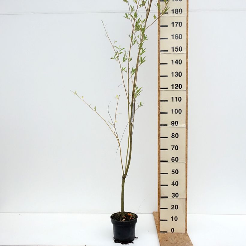 Esemplare di Salix fragilis Bullata - Salice fragile Vaso da 4L/5L consegnato in estate
