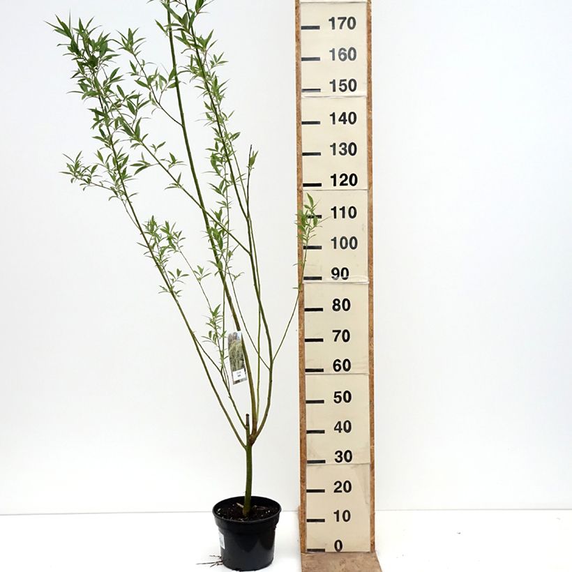 Salix fragilis Bullata - Salice fragile Vaso da 4L/5L esemplare consegnato in primavera