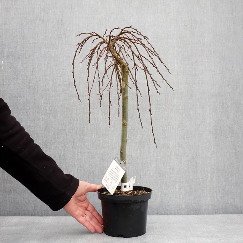 Salix (x) simulatrix - Saule nain Pot de 2L/3L, Tige, Tige de 40 cm esemplare consegnato in inverno