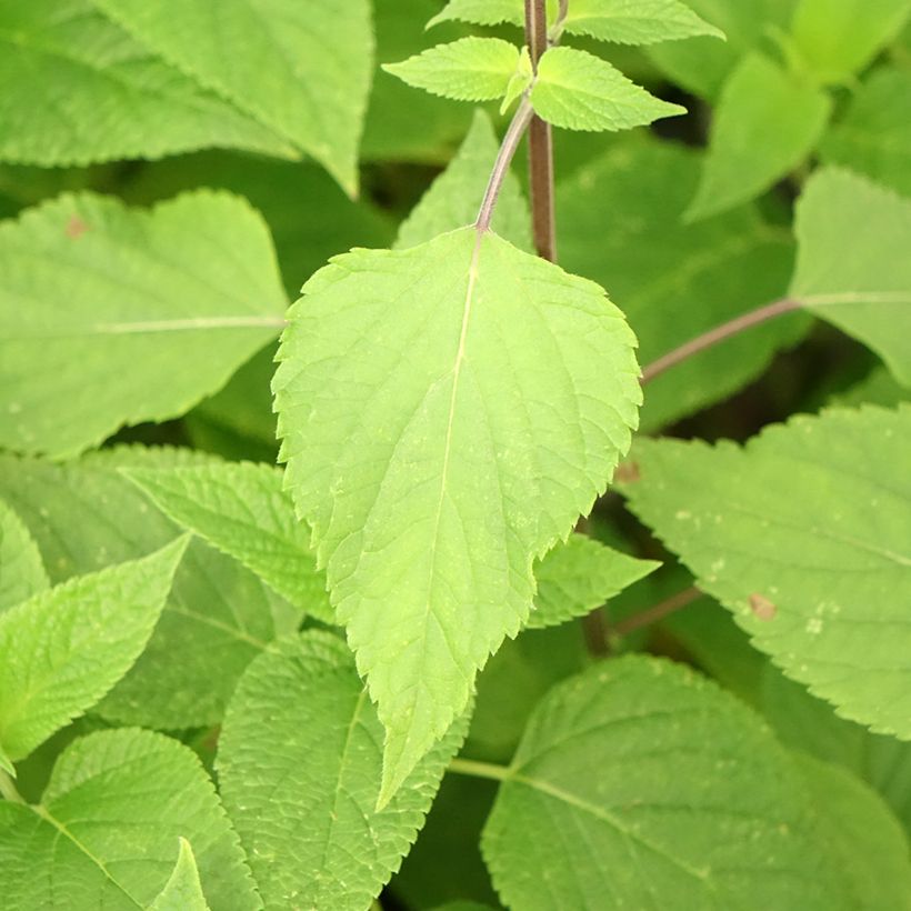 Salvia guaranitica Amante (Foliage)