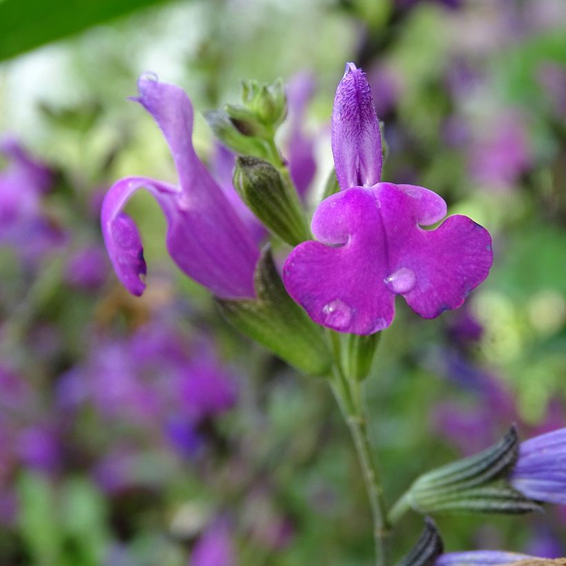 Salvia greggii ARCTIC BLAZE Purple (Flowering)