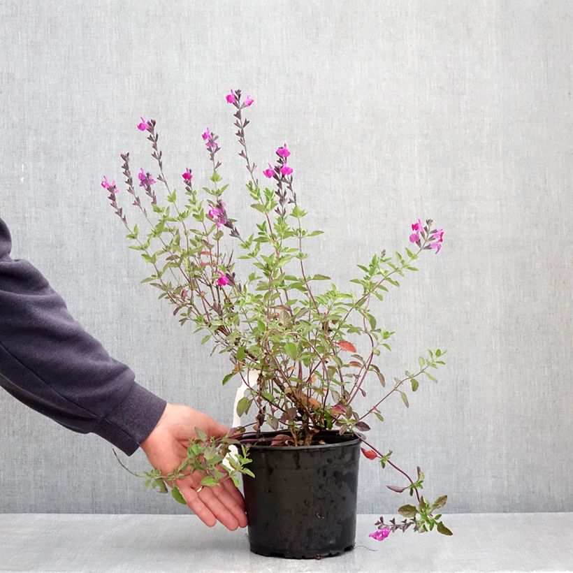 Example of Salvia greggii ARCTIC BLAZE Purple Vaso da 2L/3L as you get in printemps