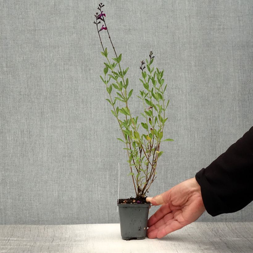 Esemplare di Salvia jamensis Violette de Loire - Salvia arbustiva Vasetto da 7/8 cm consegnato in estate