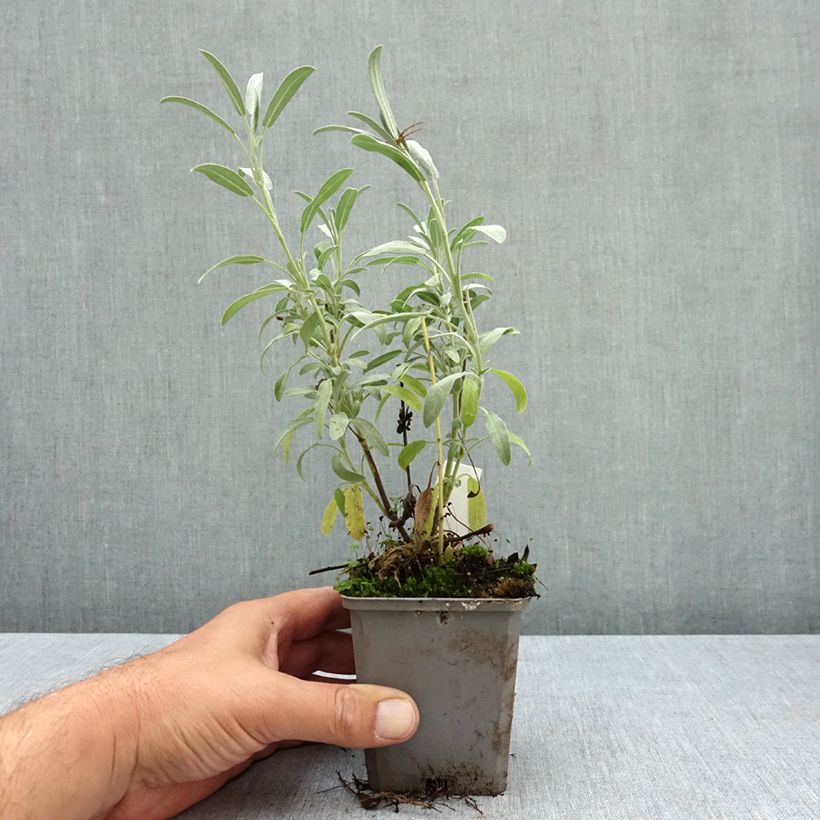 Esemplare di Salvia lavandulifolia - Salvia comune Vasetto da 8/9 cm consegnato in estate