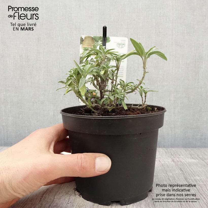 Example of Salvia lavandulifolia - Salvia comune Vaso da 1,5L/2L as you get in printemps