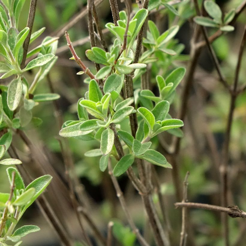 Salvia Delice Fiona - Salvia arbustiva (Foliage)