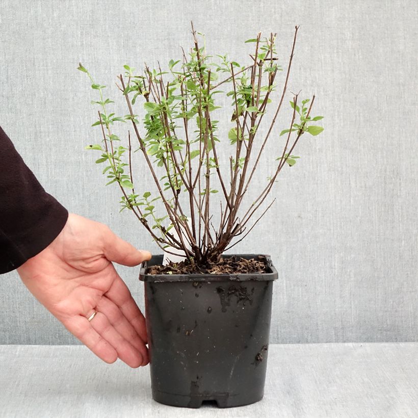 Esemplare di Salvia Delice Fiona - Salvia arbustiva Vaso da 2L/3L come consegnato in autunno