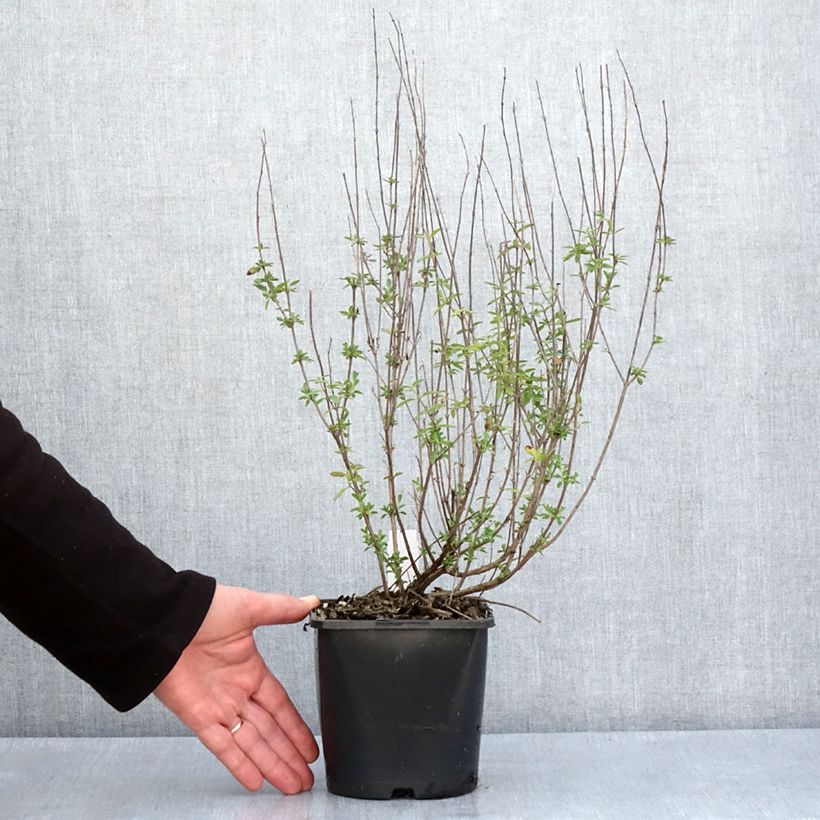 Example of Salvia Delice Fiona - Salvia arbustiva Vaso da 2L/3L as you get in printemps