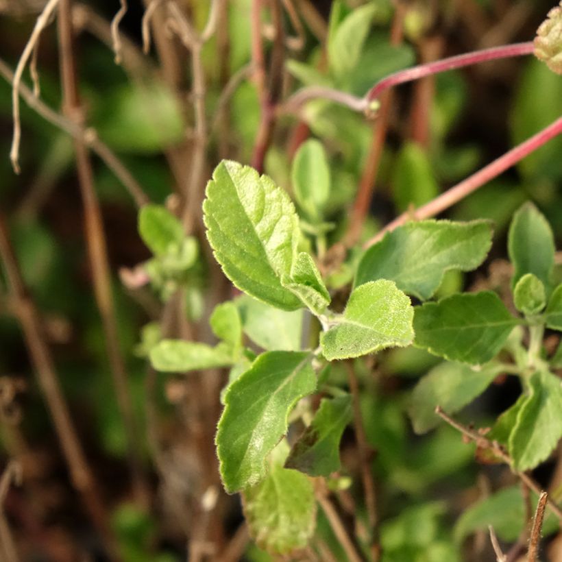 Salvia microphylla Little Kiss - Salvia arbustiva (Fogliame)