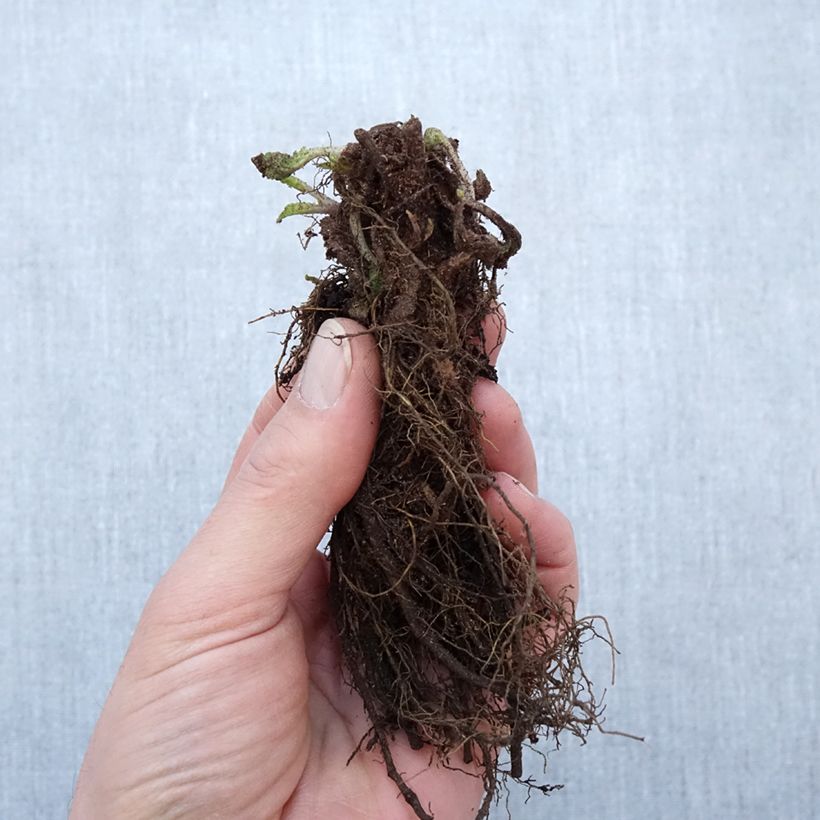 Salvia nemorosa Blauhügel Piante piccole a radice nuda esemplare consegnato in inverno