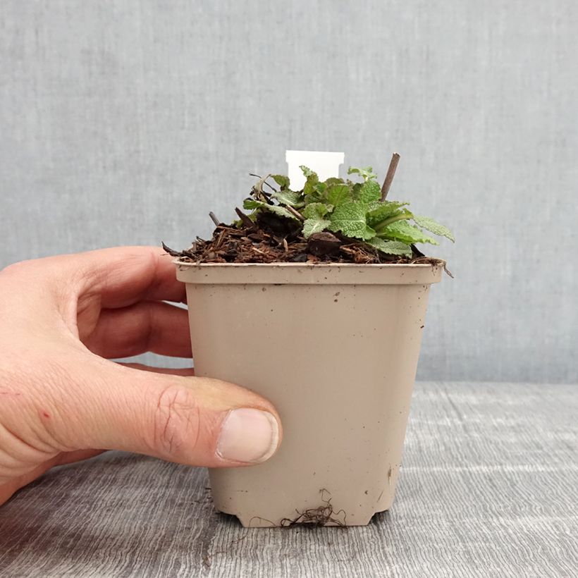 Salvia nemorosa Blue Bouquetta Vasetto da 8/9 cm esemplare consegnato in primavera