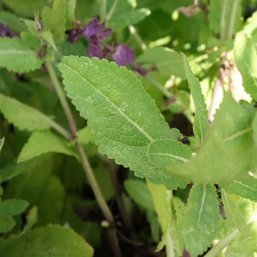 Salvia nemorosa Blue Marvel (Fogliame)