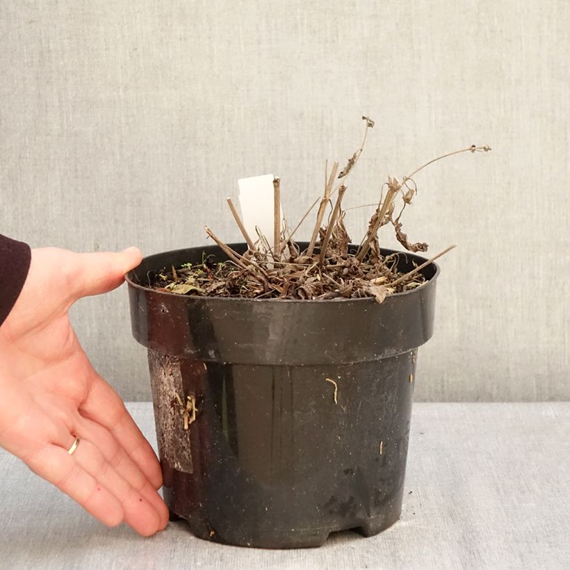 Salvia nemorosa Blue Marvel Vaso da 2L/3L esemplare consegnato in inverno