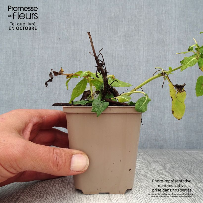 Esemplare di Salvia nemorosa Bumblesky Godet de 8/9 cm come consegnato in autunno