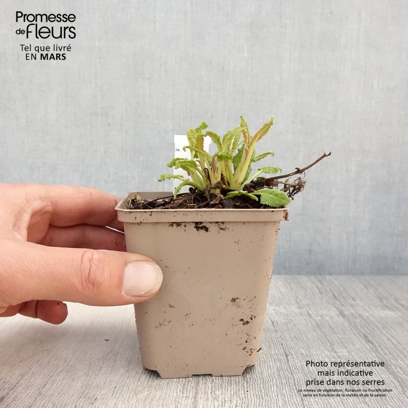 Salvia nemorosa Bumblesky Vasetto da 8/9 cm esemplare consegnato in primavera