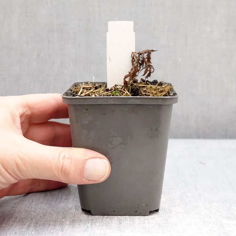 Example of Salvia nemorosa Feathers Flamingo Vasetto da 7/8 cm as you get in hiver