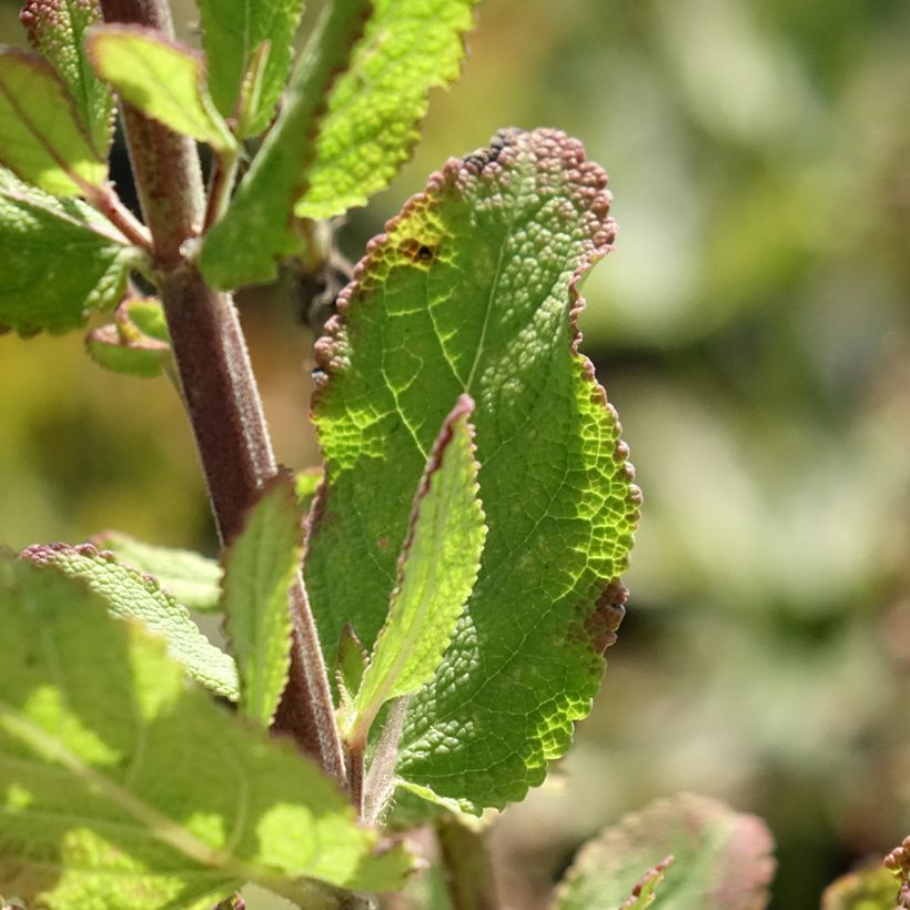 Salvia sylvestris Katsjing (Foliage)