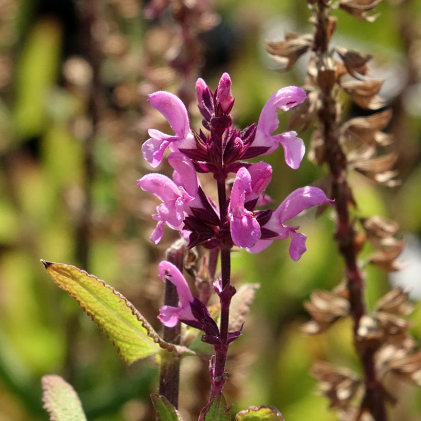 Salvia sylvestris Katsjing (Flowering)