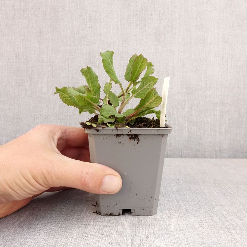 Example of Salvia sylvestris Katsjing Vasetto da 8/9 cm as you get in printemps