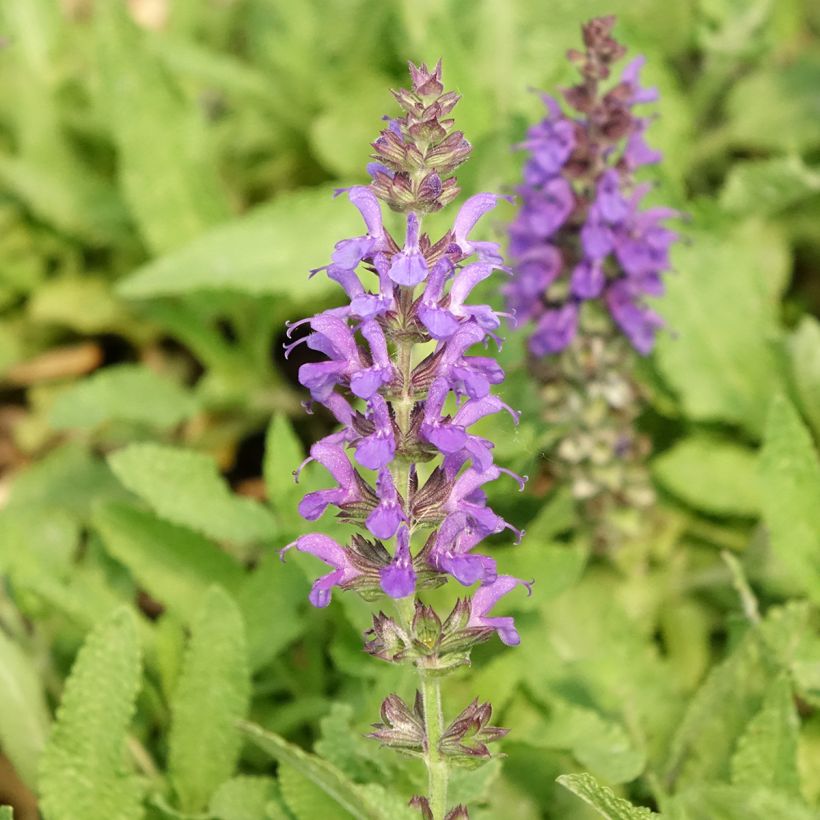 Salvia nemorosa Marcus (Fioritura)
