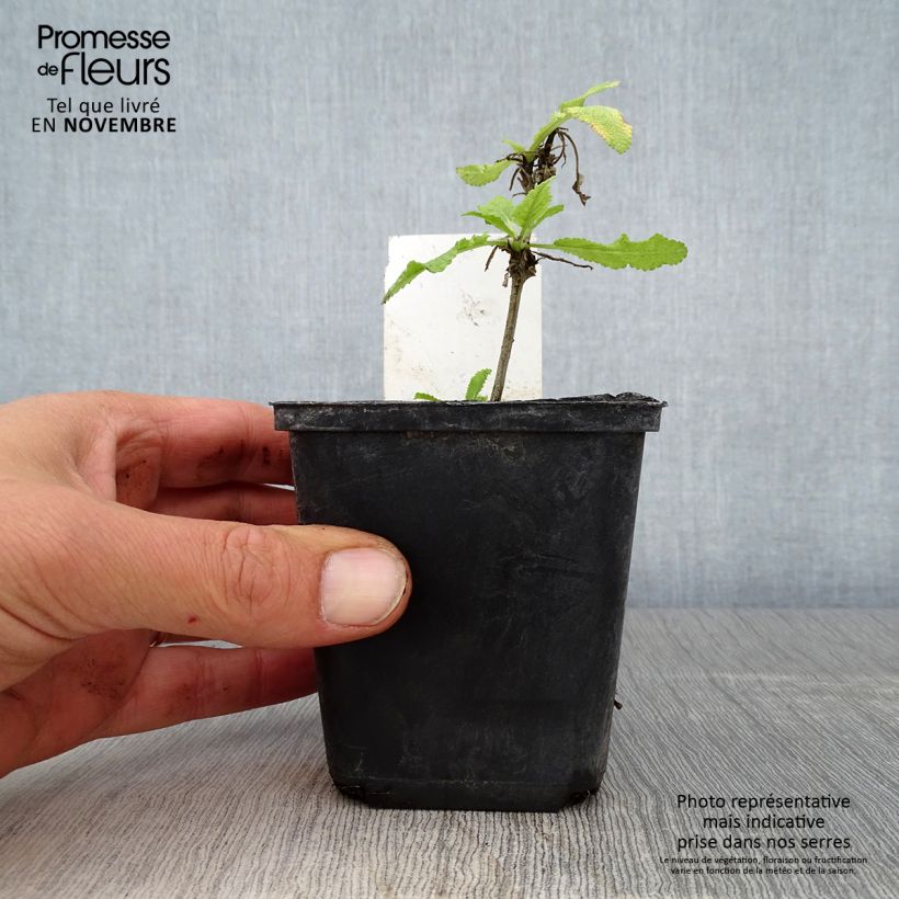Esemplare di Salvia nemorosa Marcus Haeumanarc - Sauge des bois Godet de 8/9 cm come consegnato in autunno