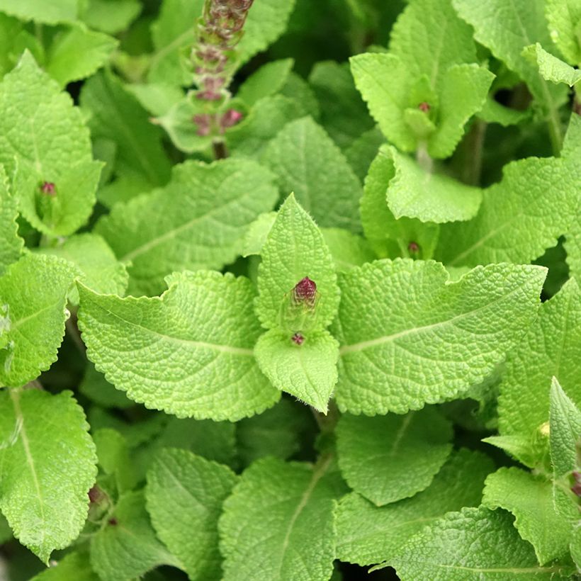 Salvia nemorosa Midnight Rose (Fogliame)