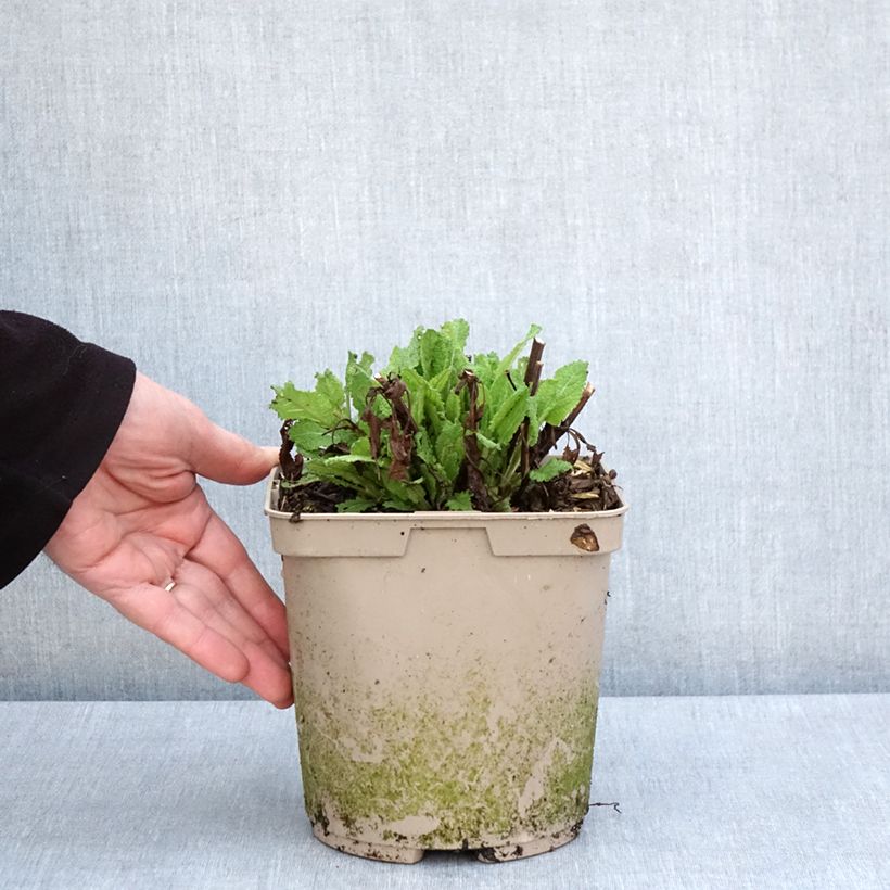 Salvia nemorosa Midnight Rose Vaso da 2L/3L esemplare consegnato in primavera