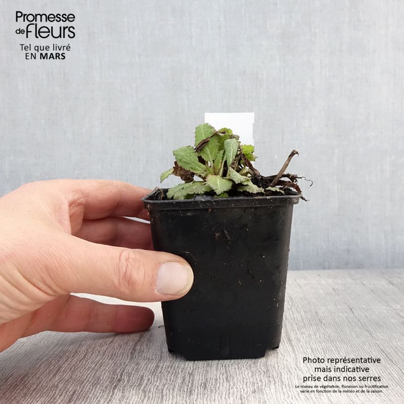 Example of Salvia nemorosa Rose Queen Vasetto da 8/9 cm as you get in printemps