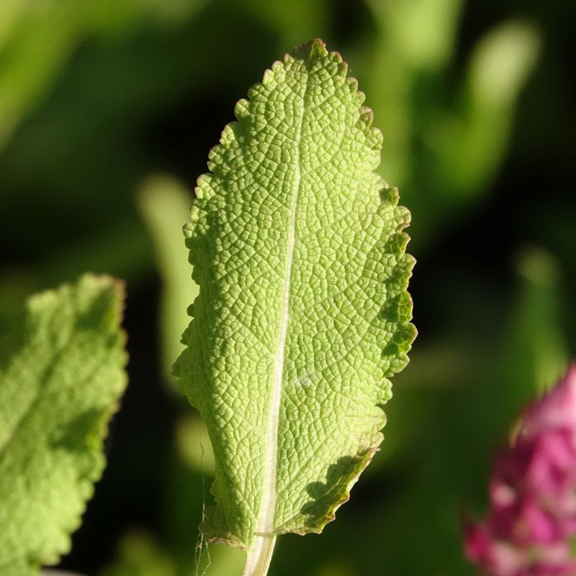 Salvia nemorosa Rose Queen (Fogliame)
