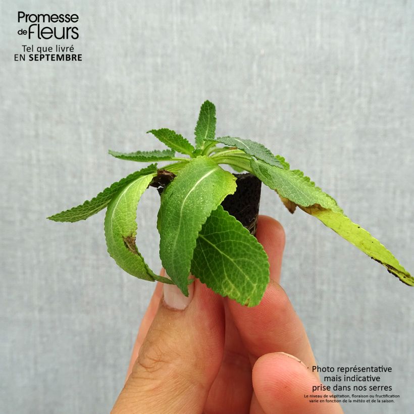 Esemplare di Salvia nemorosa Sensation Deep Blue mini zolla... come consegnato in autunno