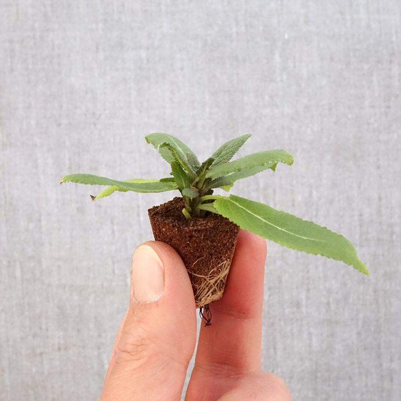 Example of Salvia nemorosa Sensation Rose mini zolla... as you get in printemps