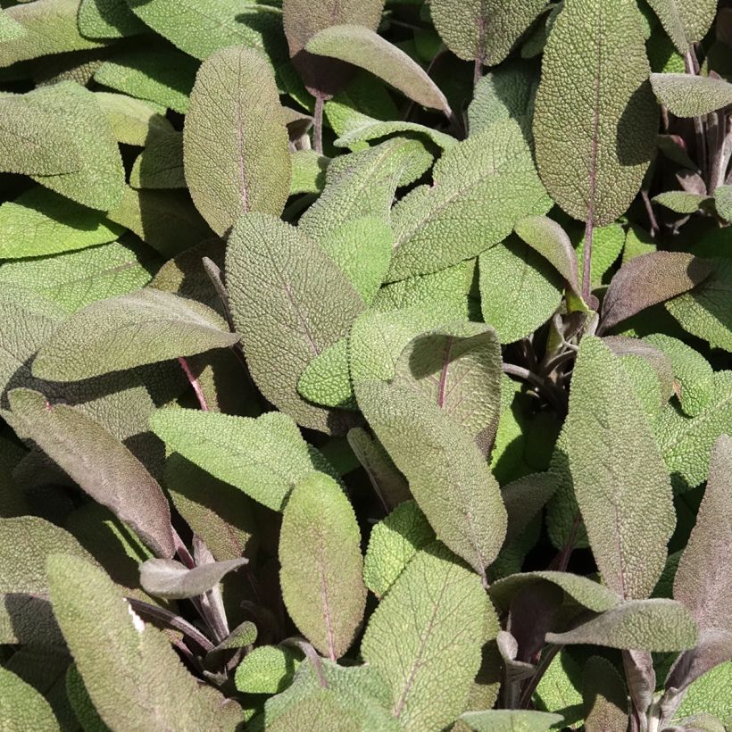 Salvia officinalis Purpurascens - Salvia comune (Fogliame)