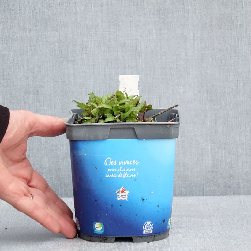 Salvia pratensis Lyrical Blues - Salvia dei prati Vaso da 2L/3L esemplare consegnato in primavera