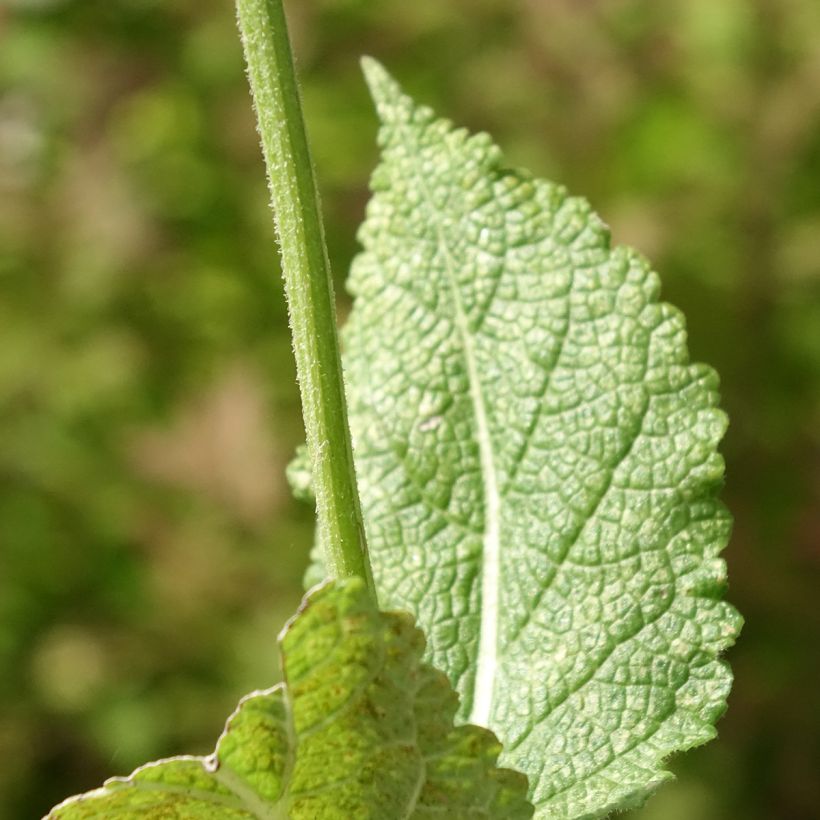 Salvia pratensis Madeline - Salvia dei prati (Foliage)