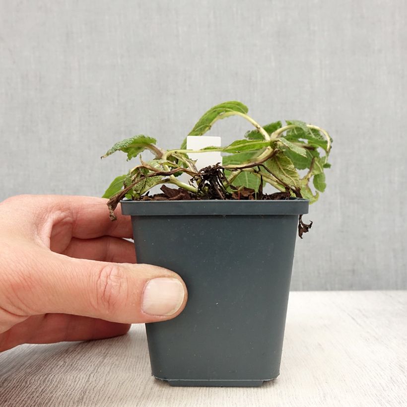 Example of Salvia pratensis Madeline - Salvia dei prati Vasetto da 8/9 cm as you get in printemps