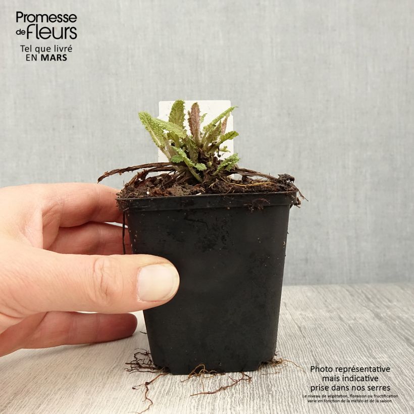 Salvia pratensis Rose Rhapsody - Salvia dei prati Vasetto da 8/9 cm esemplare consegnato in primavera