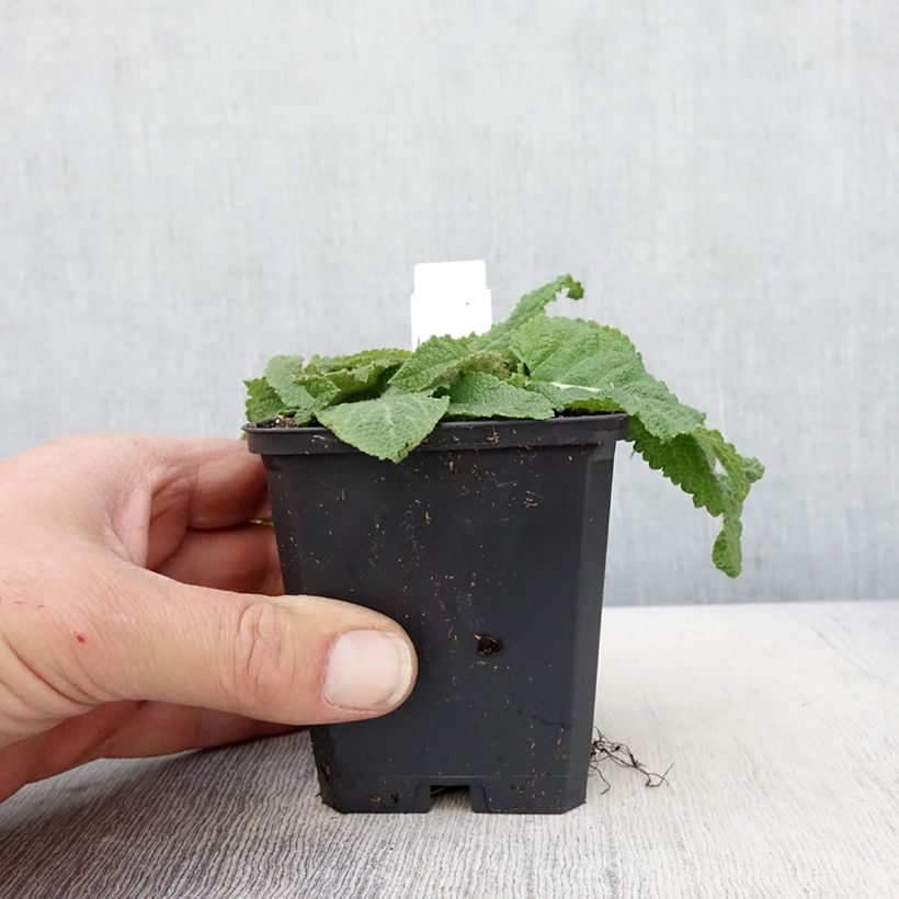 Salvia pratensis Sky Dance - Salvia dei prati Vasetto da 8/9 cm esemplare consegnato in primavera