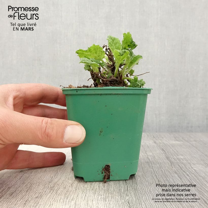 Example of Salvia pratensis Swan Lake - Salvia dei prati Vasetto da 8/9 cm as you get in printemps