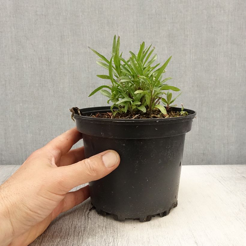 Salvia reptans West Texas form Vaso da 2L/3L esemplare consegnato in primavera