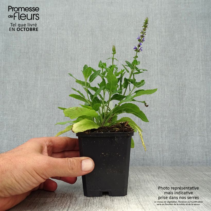 Esemplare di Salvia superba Reine Bleue Vasetto da 8/9 cm come consegnato in autunno