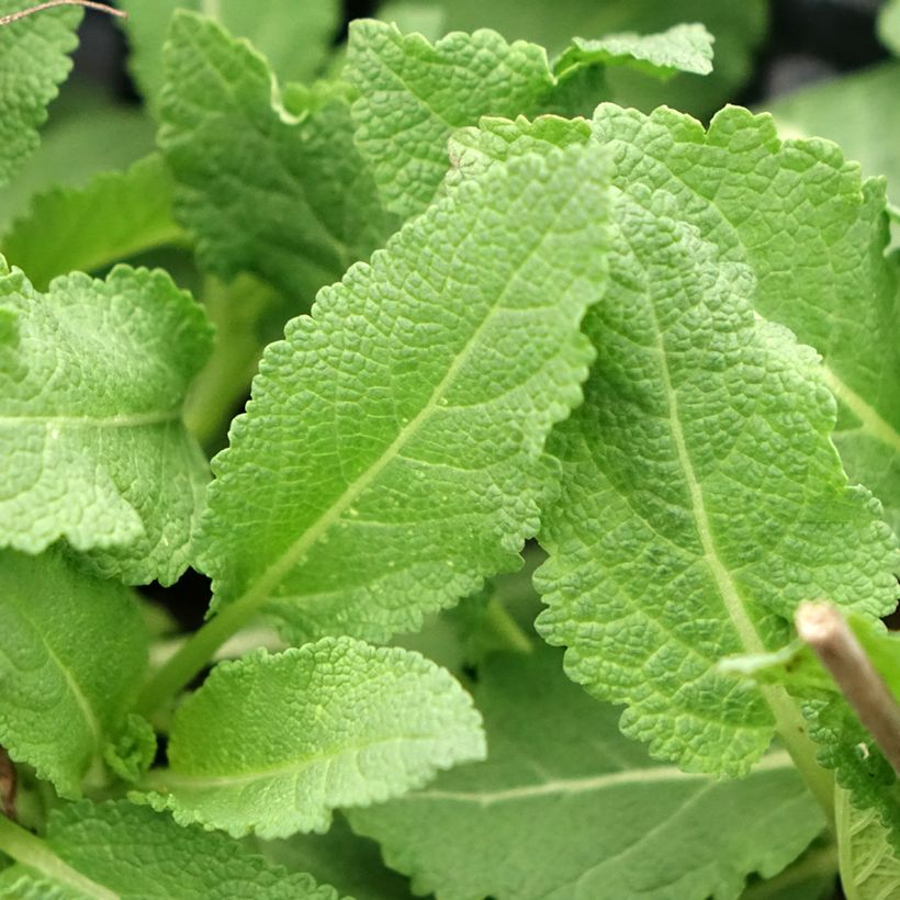 Salvia superba Reine Rose (Foliage)