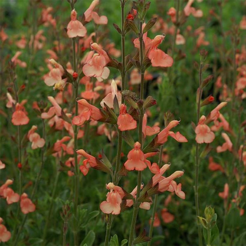 Salvia jamensis California Sunset - Salvia arbustiva (Fioritura)