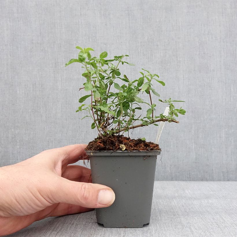 Salvia jamensis Carolus - Salvia arbustiva Vasetto da 8/9 cm esemplare consegnato in inverno