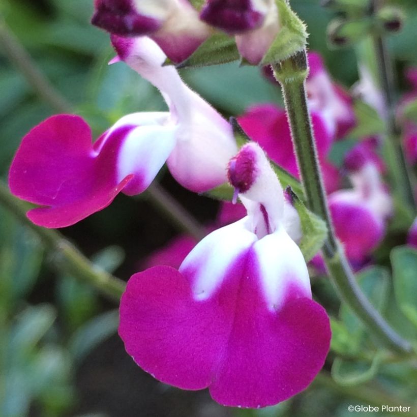 Salvia greggii Cherry Lips (Fioritura)