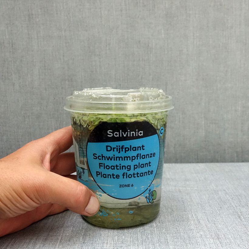 Salvinia natans - Erba pesce Confezione esemplare consegnato in primavera