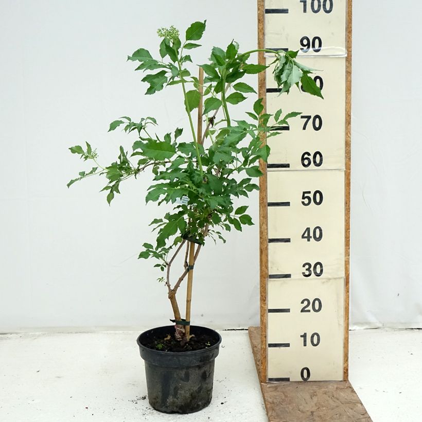 Sambuco nero Monstrosa Vaso da 4L/5L esemplare consegnato in primavera