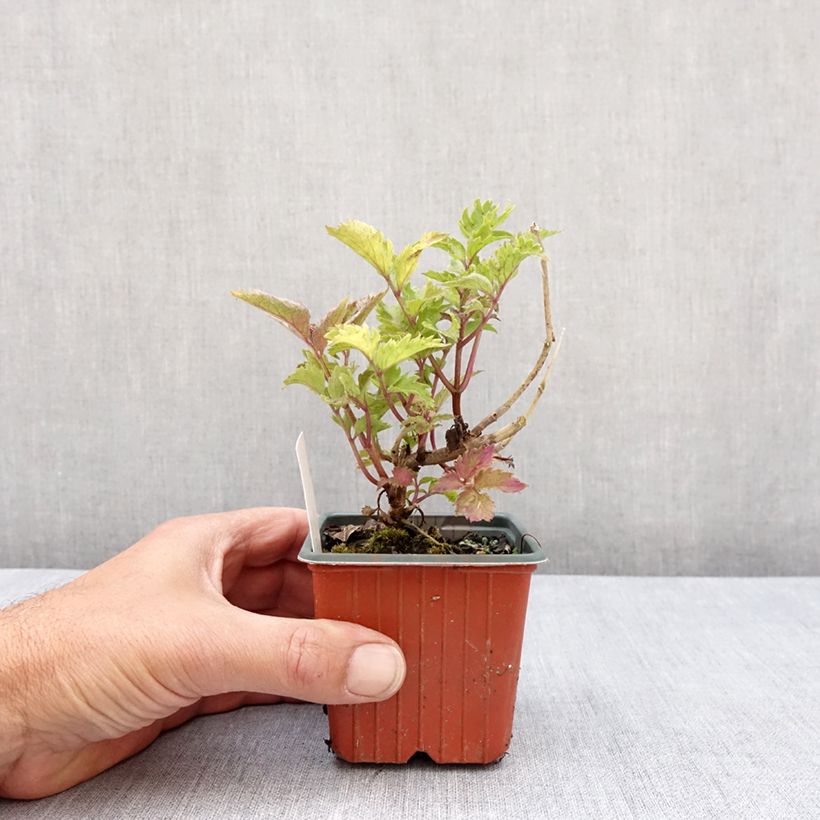 Sambuco nero Serenade Vasetto da 8/9 cm esemplare consegnato in primavera