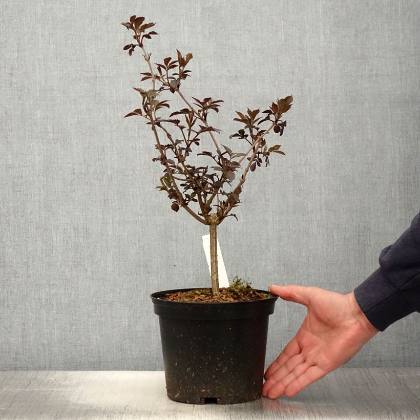 Example of Sambuco nero Thundercloud Vaso da 3L/4L as you get in printemps