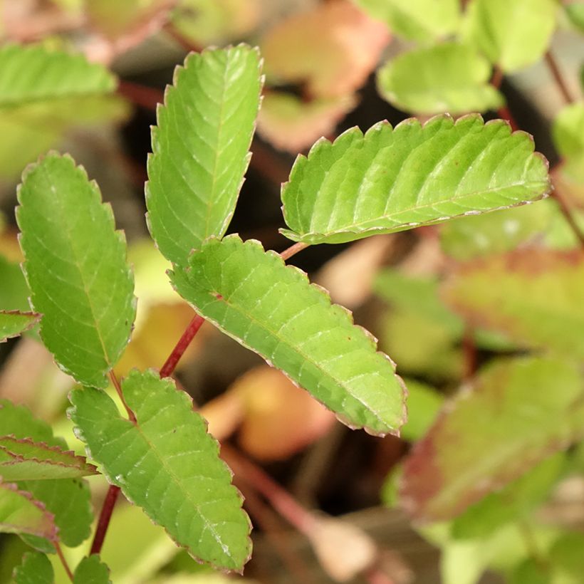 Sanguisorba hakusanensis Pink Brushes (Fogliame)