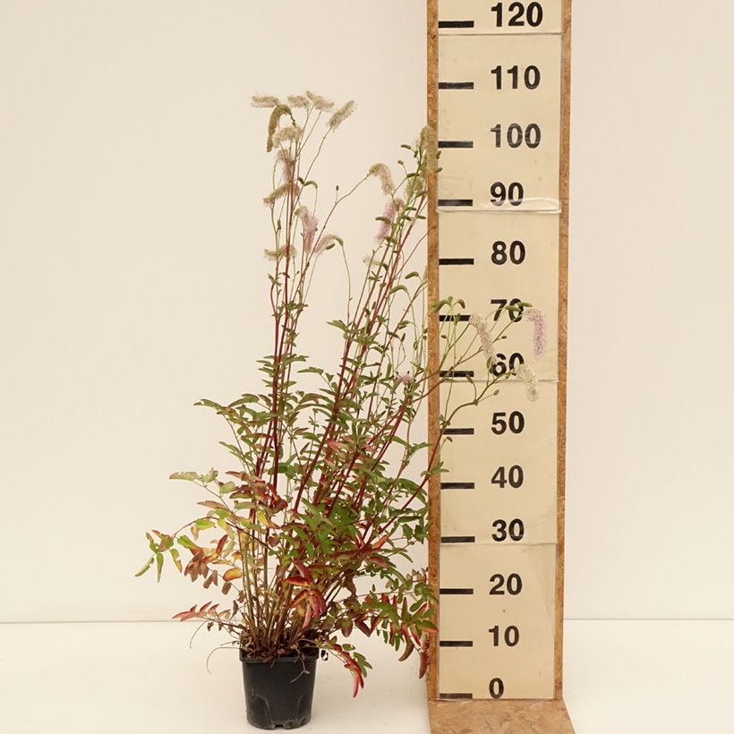 Esemplare di Sanguisorba hakusanensis Pink Brushes Vaso da 2L/3L consegnato in estate